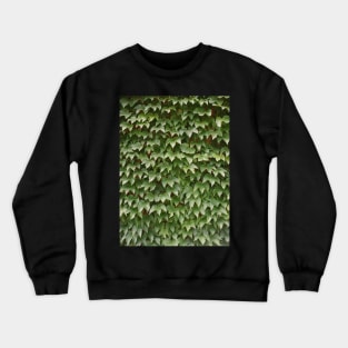 Boston Ivy Crewneck Sweatshirt